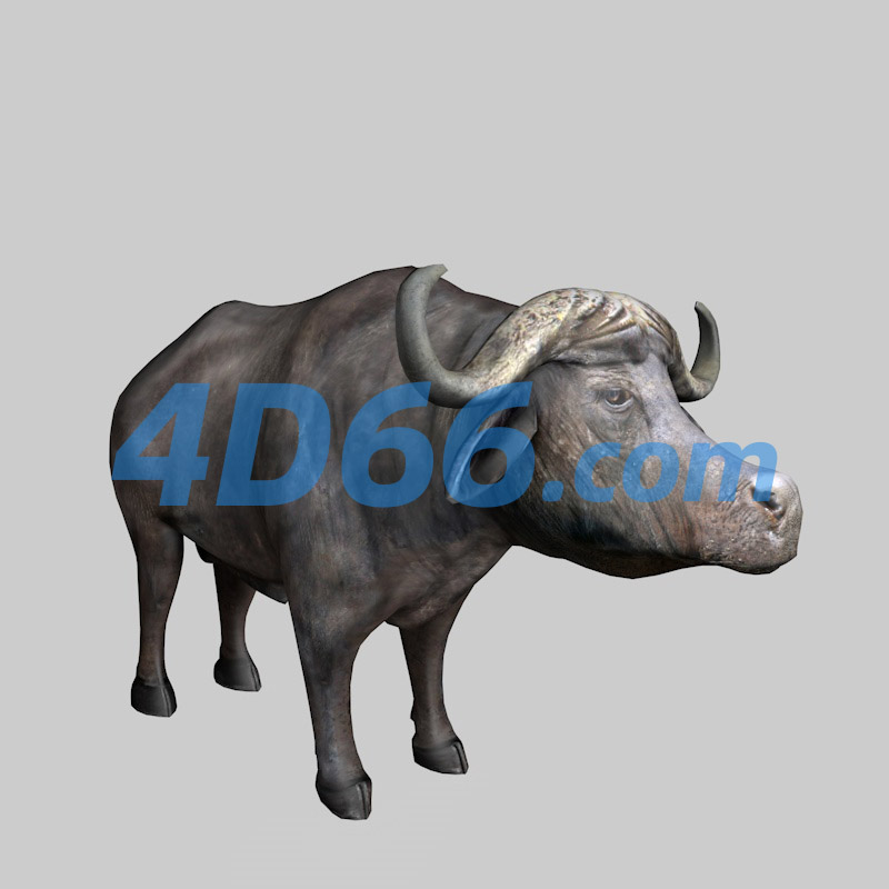 非洲野水牛C4D模型