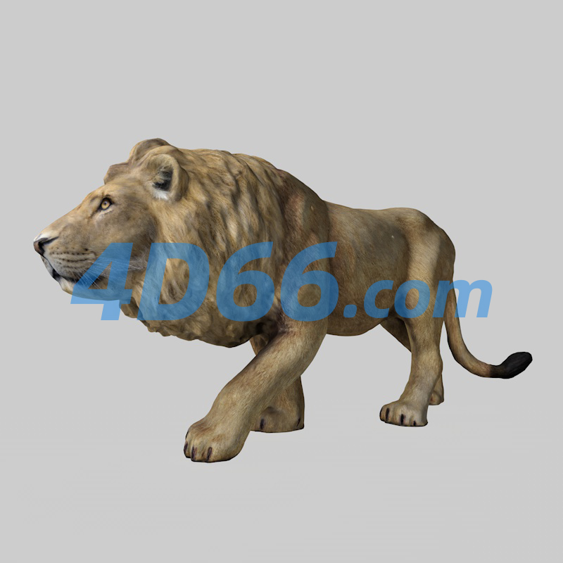 非洲狮子C4D模型