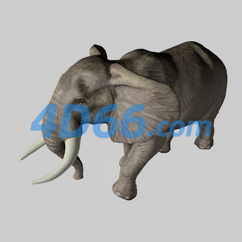 非洲大象C4D模型