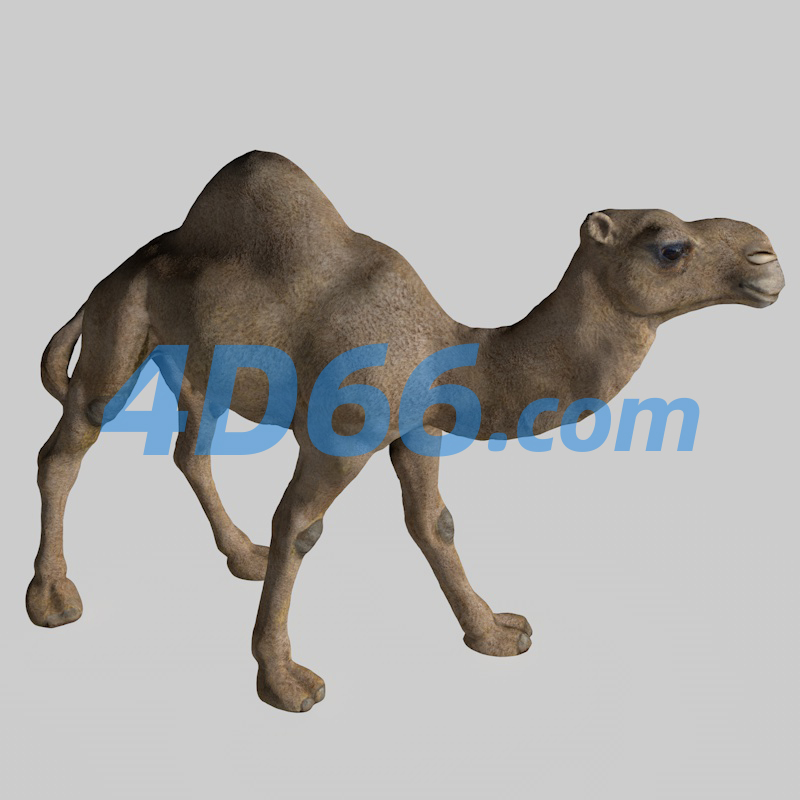 非洲骆驼C4D模型