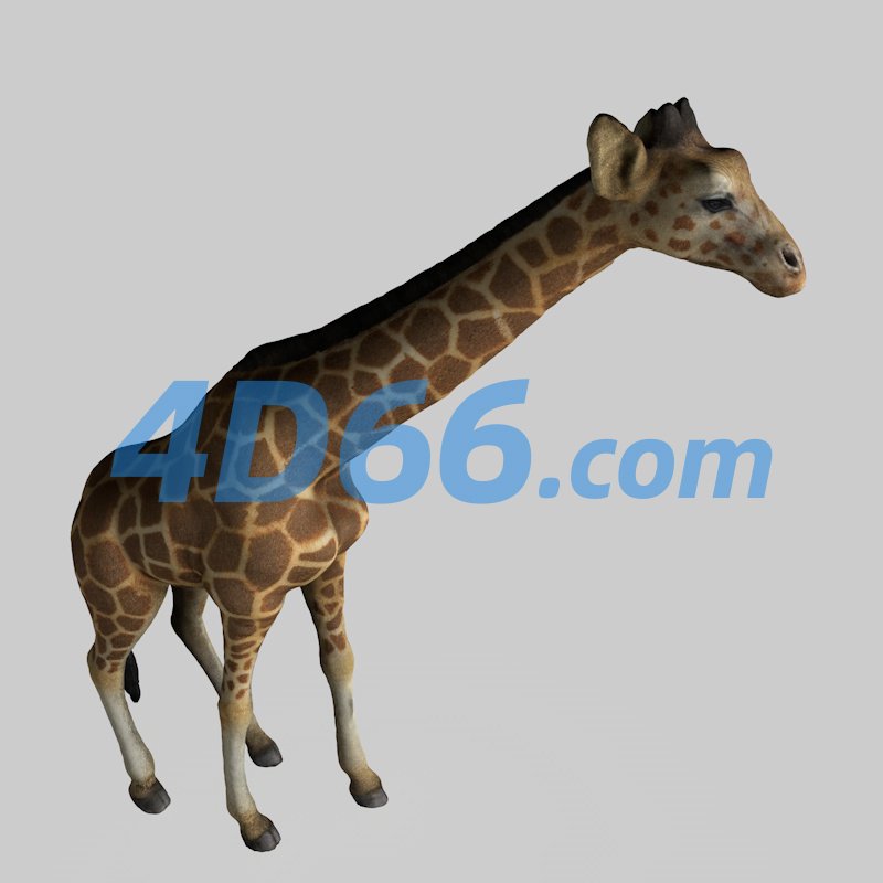 非洲长颈鹿C4D模型