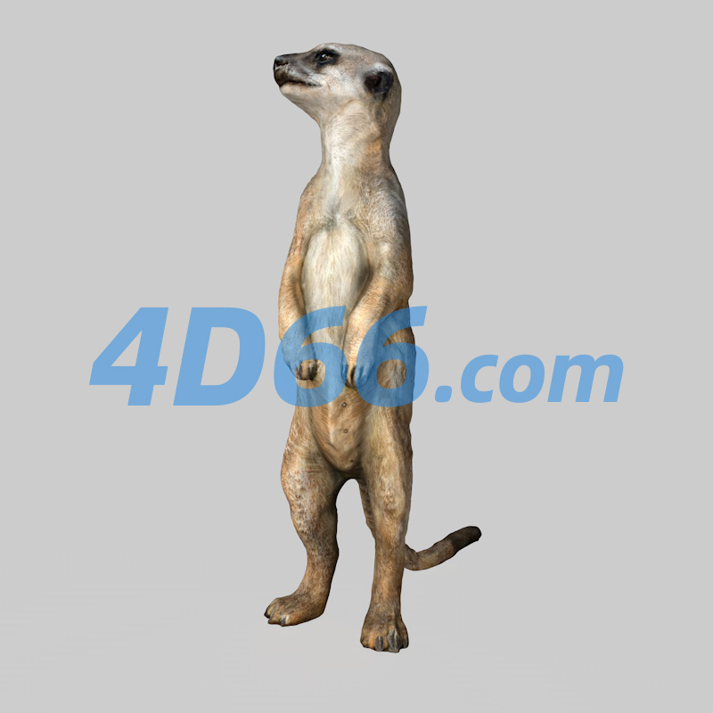 海猫狐獴C4D模型