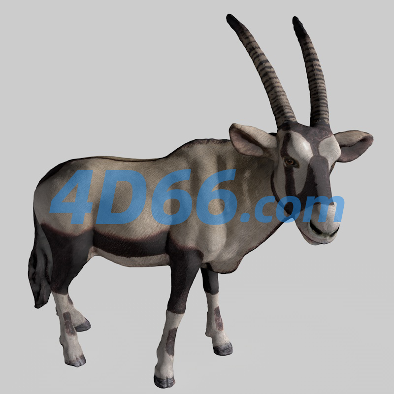 非洲大羚羊C4D模型