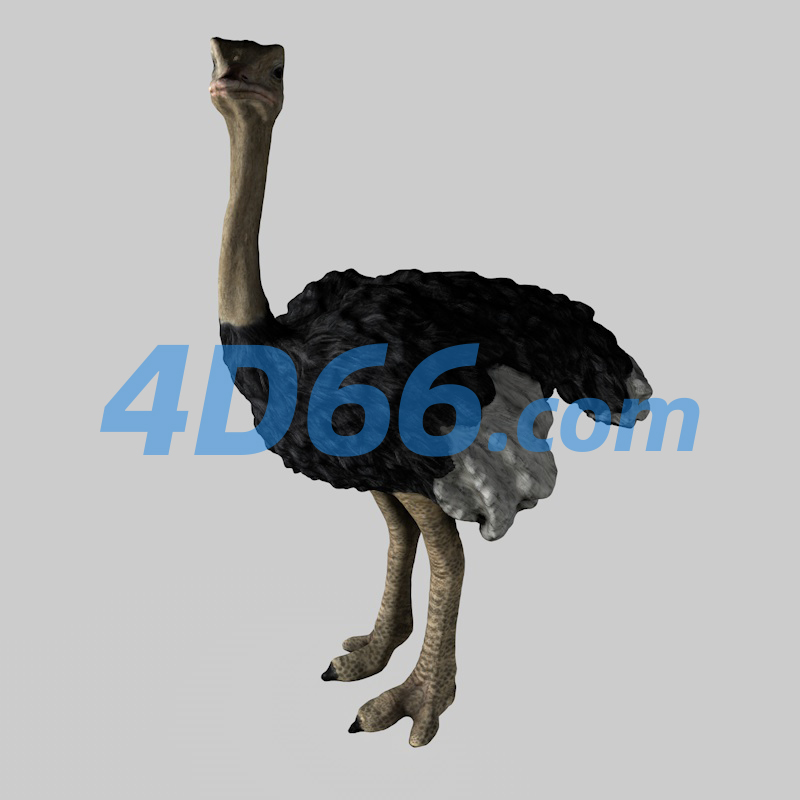 非洲鸵鸟C4D模型