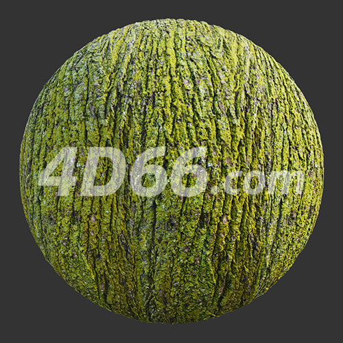 c4d树森林地面落叶4k贴图